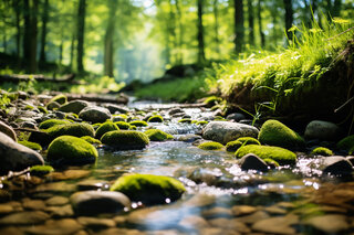 AdobeStock_635790733 A brook that flows through a forest, and on its banks a lot of greenery, stones, water, wood, trees, gras