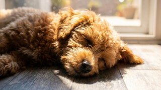 Zehnder_CSY_Overheating_Family_Dog Il cane dorme al fresco
