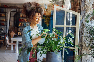 AdobeStock_558379319 Happy plant lady. Young Afro American woman plant lover taking care of houseplant. Girl watering a potted plant with happy smile